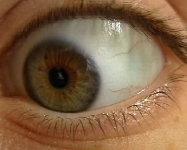 replicantladybird_